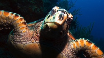 Hawksbill Turtle
